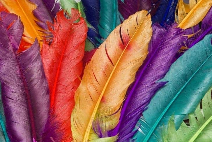 plumas teñidas de colores