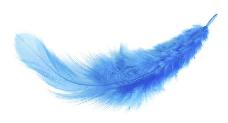pluma azul teñida