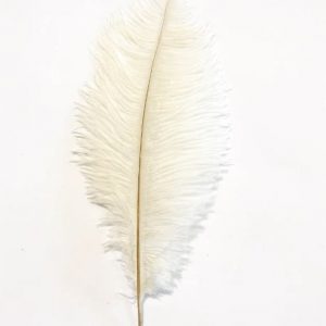pluma-avestruz-blanca